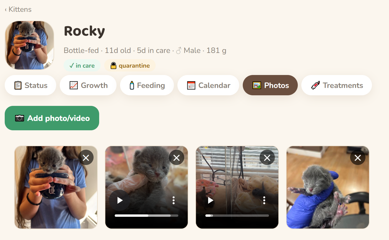 A kitten's photo and video gallery